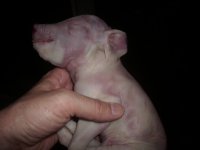 pig.jpg