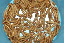 Mealworms.jpg
