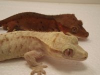 geckos 015.jpg