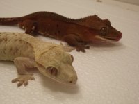 geckos 017.jpg