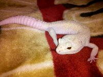 gecko female 2.jpg