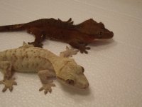 geckos 018.jpg