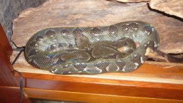 sanzinia older male 2.JPG