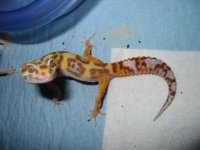 2010jungle out of stripe 001.jpg