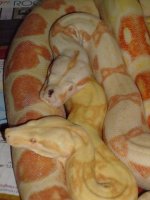 snakes 209.jpg