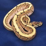 203-071611-SpiderMale-1.jpg
