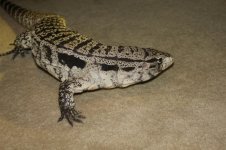 IMG_1144.jpg