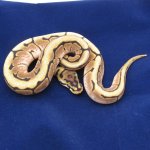 203-071611-SpiderMale-3.jpg