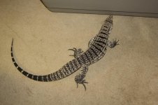 IMG_1146.jpg