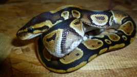 snakes 2 001.jpg