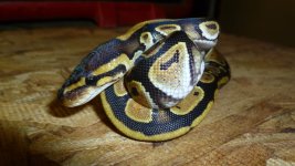 snakes 2 002.jpg