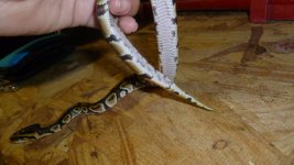 snakes 2 005.jpg