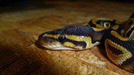 snakes 2 008.jpg