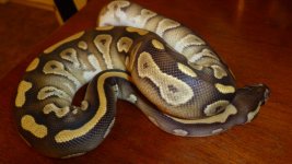 snakes3 013.jpg