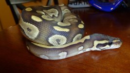 snakes3 014.jpg