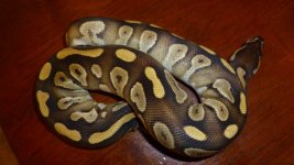 snakes3 015.jpg
