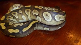 snakes3 016.jpg