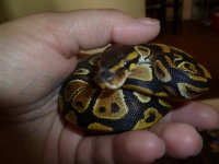 snakes3 005.jpg
