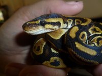 snakes3 006.jpg