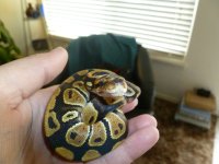 snakes3 009.jpg