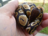 snakes3 011.jpg