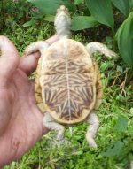 RUBY DEE'S BOTTOM SHELL - JUNE 2011, 4 YRS OLD.jpg
