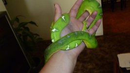 snakes3 002.jpg