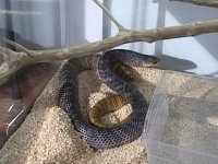 Reptile pics 016.JPG