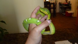snakes3 004.jpg