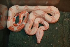 Sunglow Female 015.jpg
