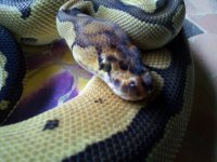 2011-06-16 17.59.03.jpg
