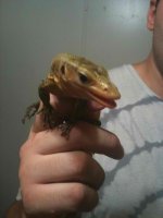yellow monitor1.jpg