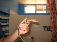 yelow monitor3.jpg