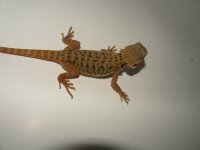 for sale 014.jpg