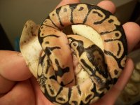 amazon exotics past and present 046.jpg