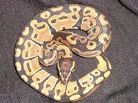 boas and balls 057.jpg