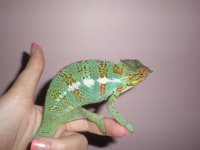 zeus 2 001.jpg