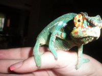 zeus big boy 001.jpg