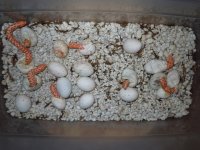 albino hogs 024_1.jpg