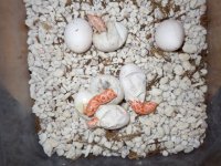 albino hogs 029_1.jpg