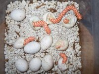 albino hogs 030_1.jpg
