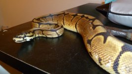 snakes4 011.jpg