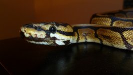 snakes4 012.jpg