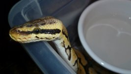 snakes4 013.jpg