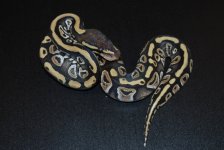 Phantom Het Hypo Male 2.jpg