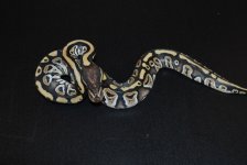 Phantom Het Hypo Male 2 (2).jpg
