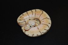 Spinnerblast Male 2 (5).jpg