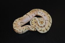 Spinnerblast Female 1 (2).jpg