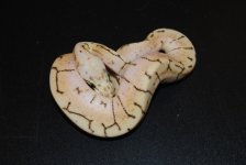 Spinnerblast Female 1.jpg