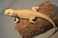 DSC_0193.jpg